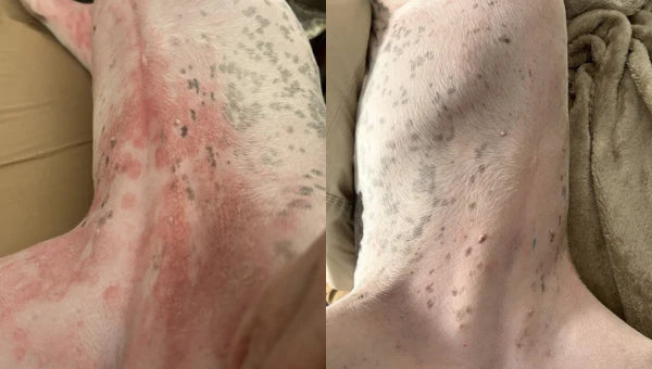 Alergia w większości przypadków zaczyna się wewnątrz organizmu